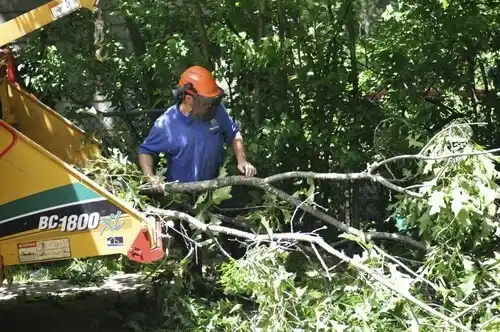 tree services Pearl River